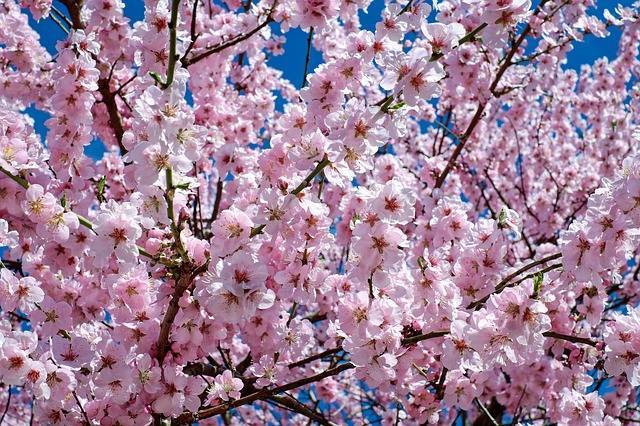 2023武大樱花最佳观赏时间地点攻略走起 武大樱花需要提前几天预约？